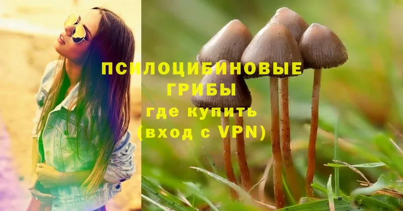 Псилоцибиновые грибы Cubensis  Обнинск 